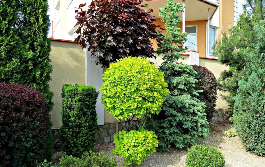 Туя Смарагд ниваки