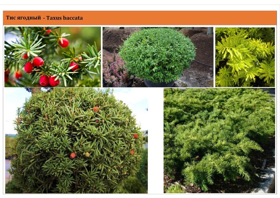 Тис ягодный Hicksii