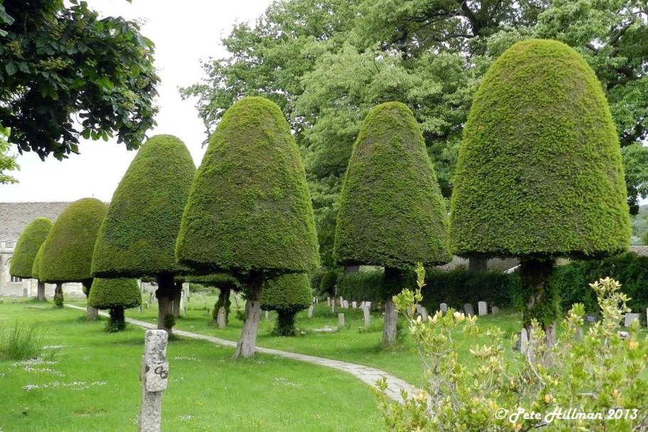 Тис ягодный Давид Taxus baccata David