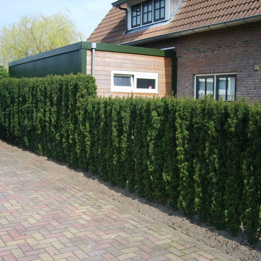 Тис ягодный Живая изгородь