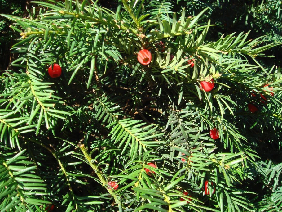 Тисс ягодный (Taxus baccata