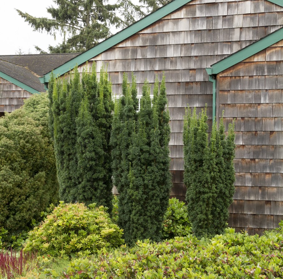 Тис ягодный Фастигиата Робуста