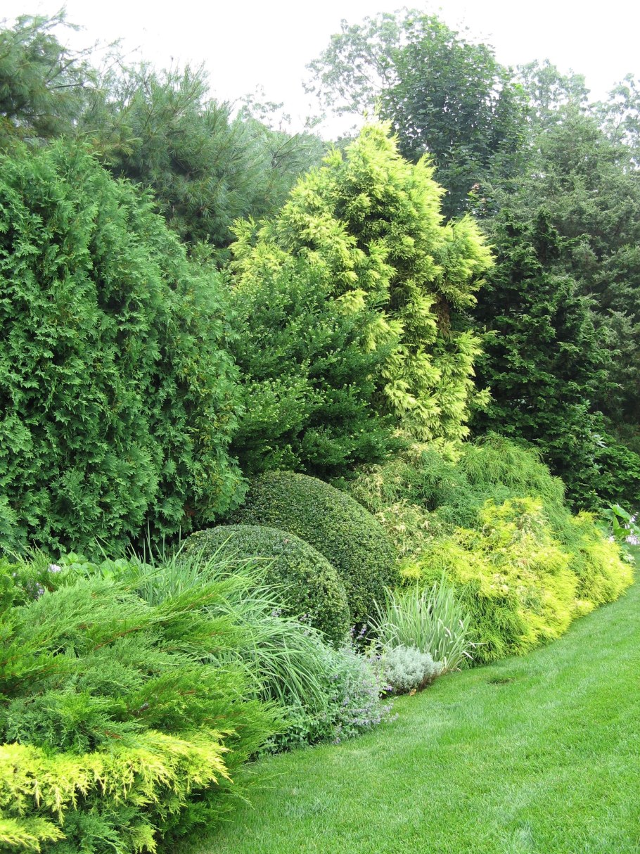 Тис можжевельник