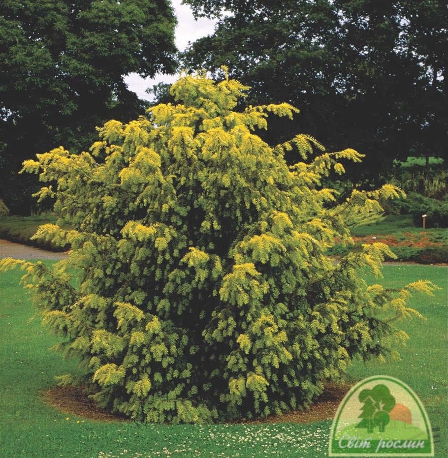 Тисс ягодный Довастони Ауреа