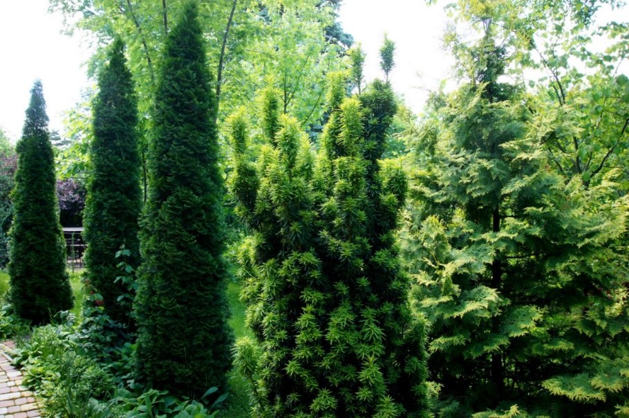 Можжевельник Фастигиата