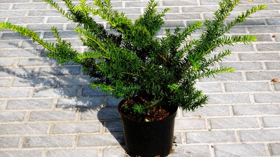 Тис ягодный Taxus baccata