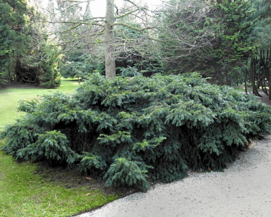 Taxus baccata ‘repandens’, тис ягодный