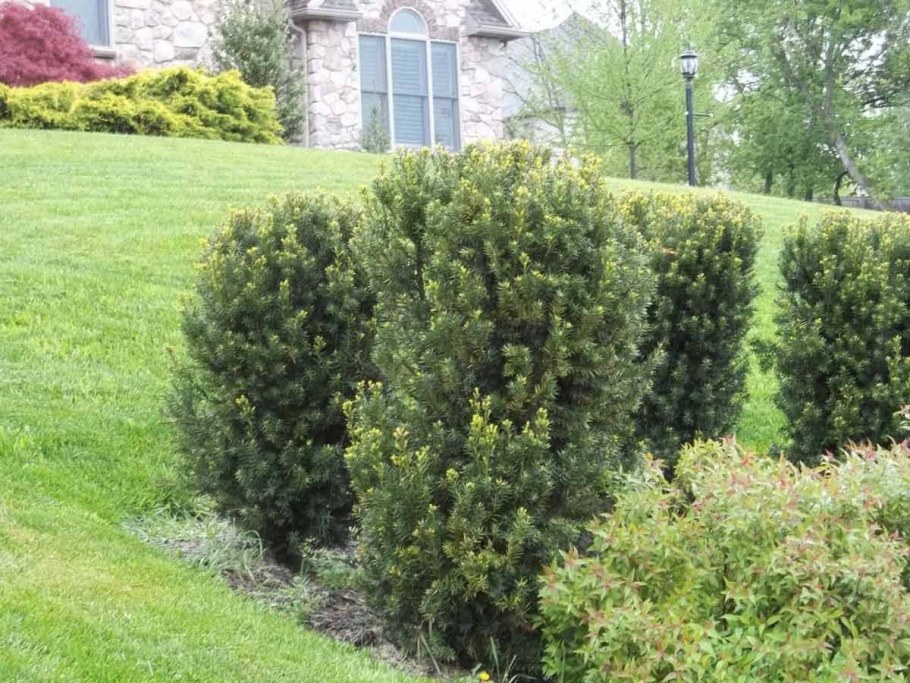 Канадский тис Taxus canadensis