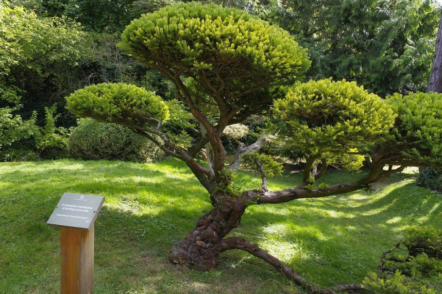 Тисс ягодный Фастигиата Ауреа