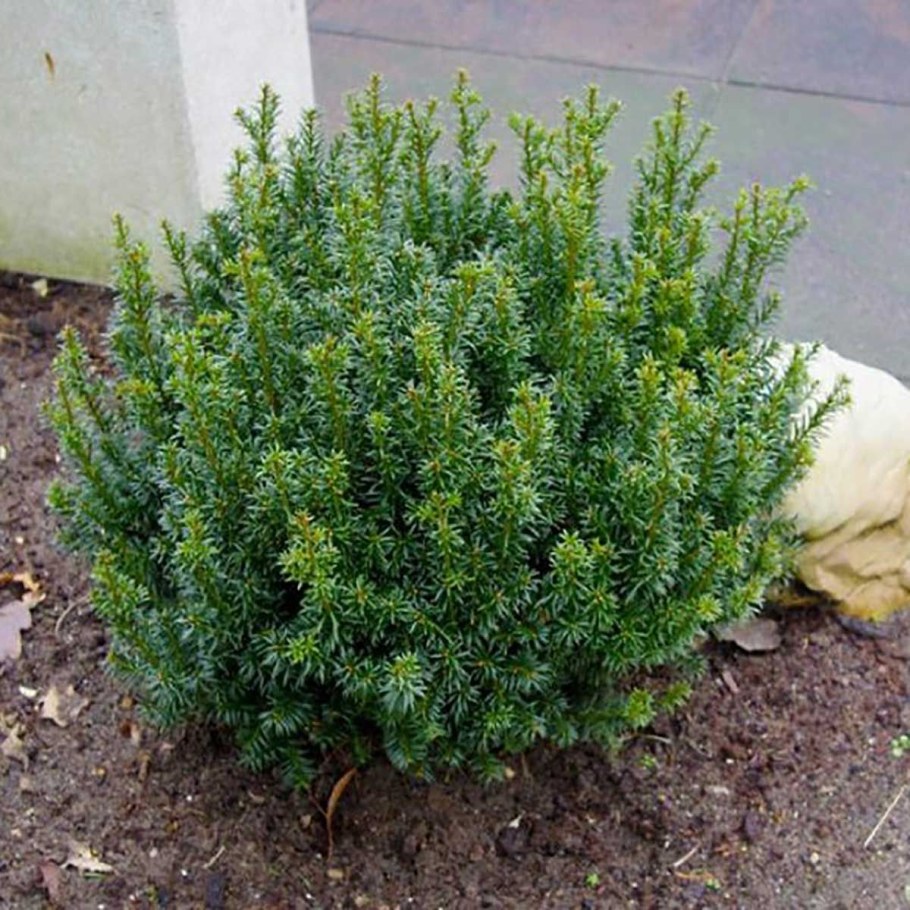 Тис ягодный Taxus baccata
