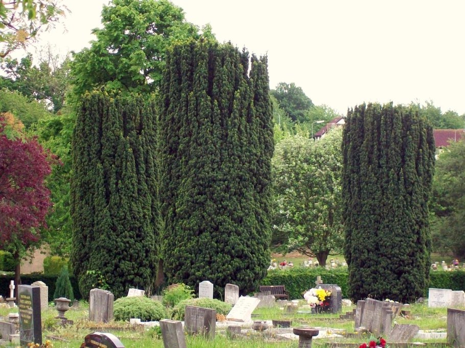 Тис ягодный (сорт 'elegantissima')