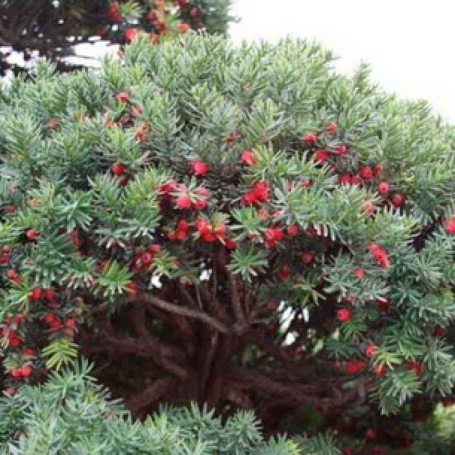 Тис коротколистный (Taxus brevifolia)