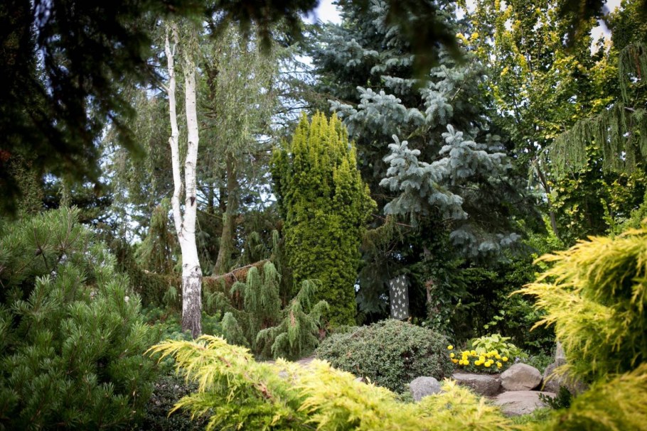 Тис Taxus baccata 'David'