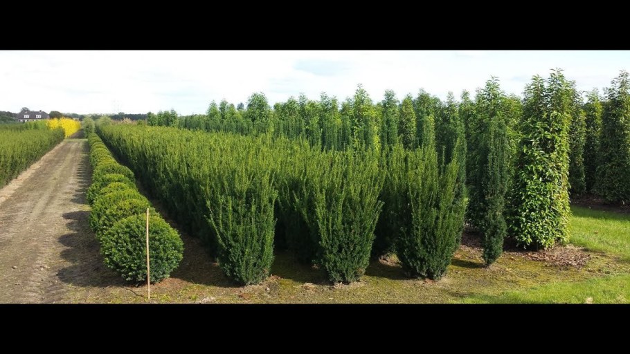 Тис ягодный Фастигиата Ауреа