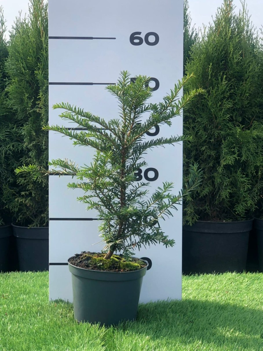 Тис ягодный в полный рост