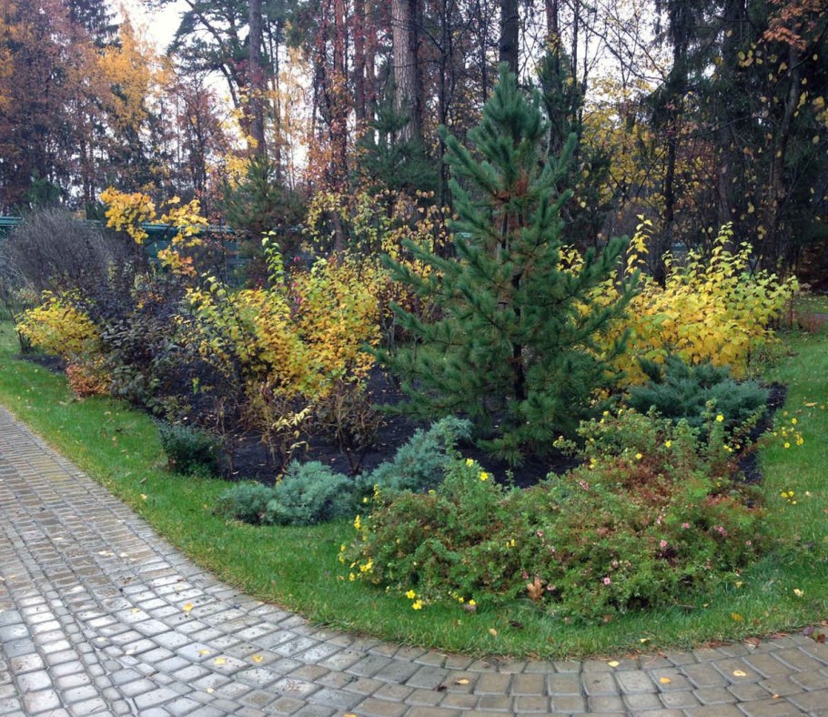 Хвойники Барбарис спирея