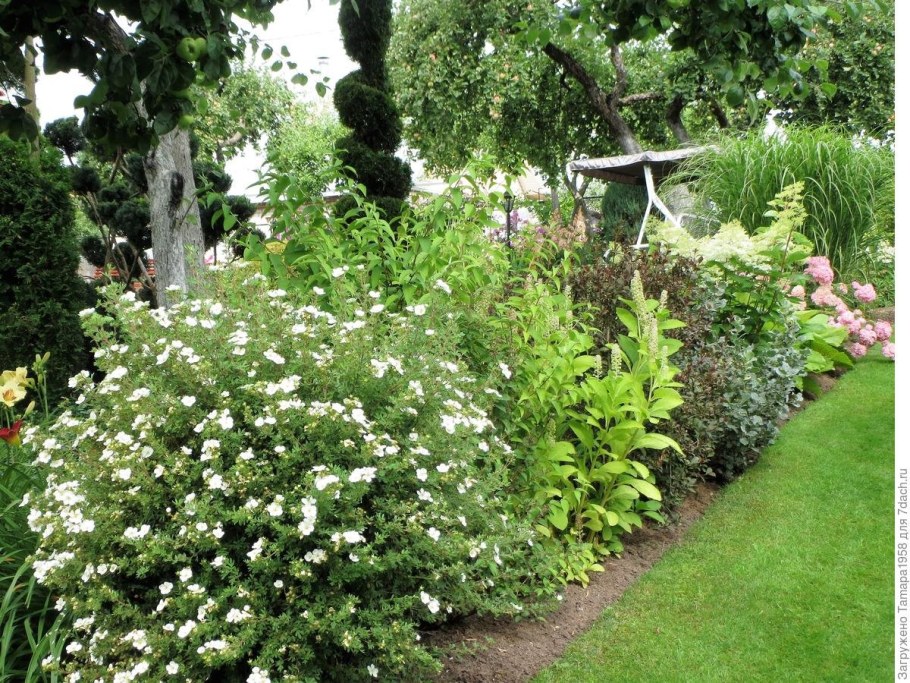 Лапчатка кустарниковая Сноуфлейк