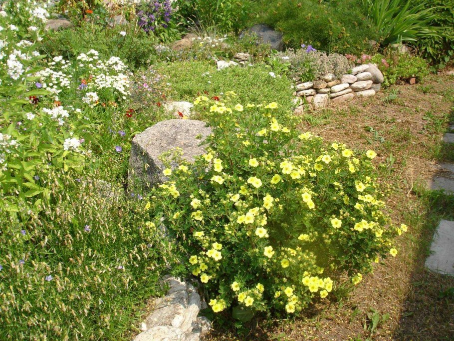 Клумба с лапчаткой кустарниковой