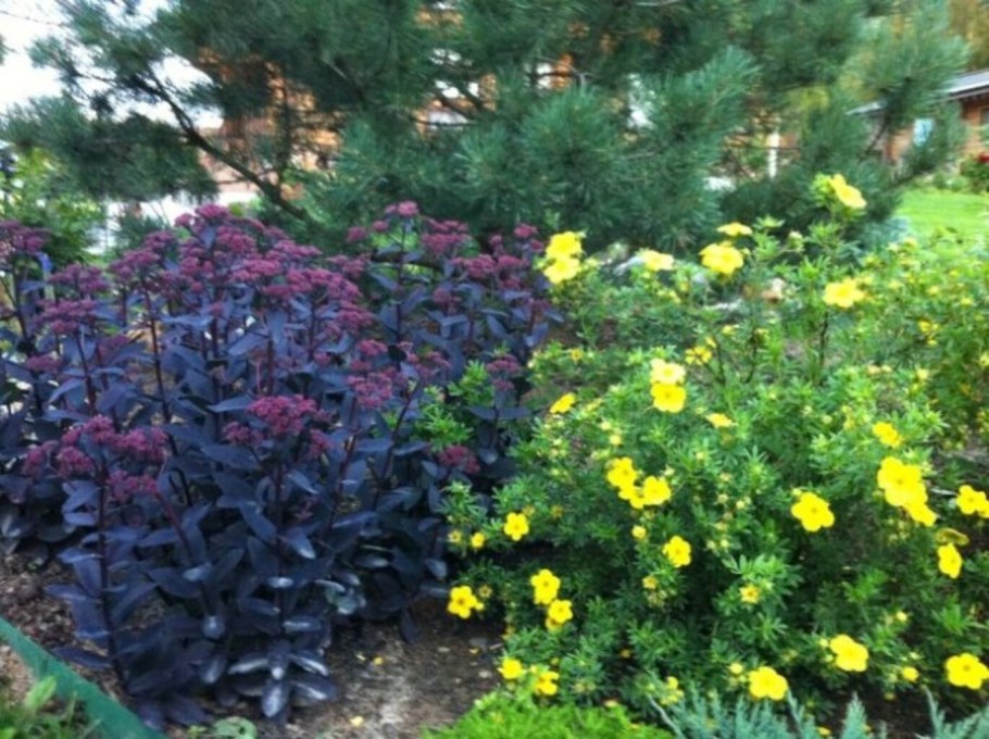 Лапчатка и пузыреплодник в ландшафтном