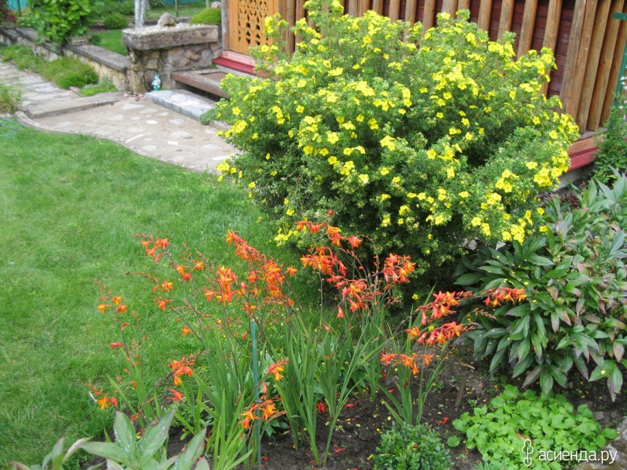 Барбарис, спирея, лапчатка