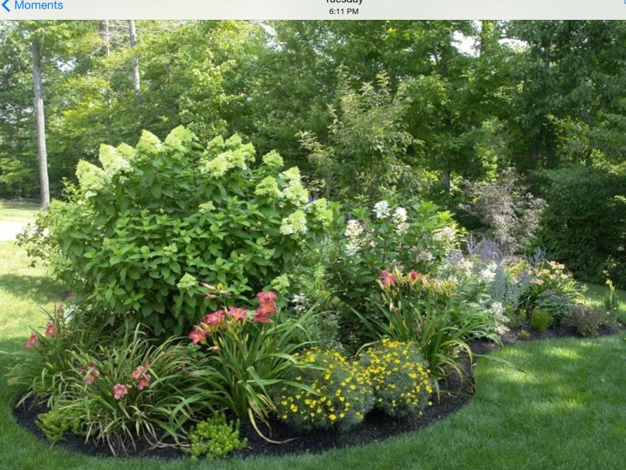 Миксбордер с гортензией метельчатой