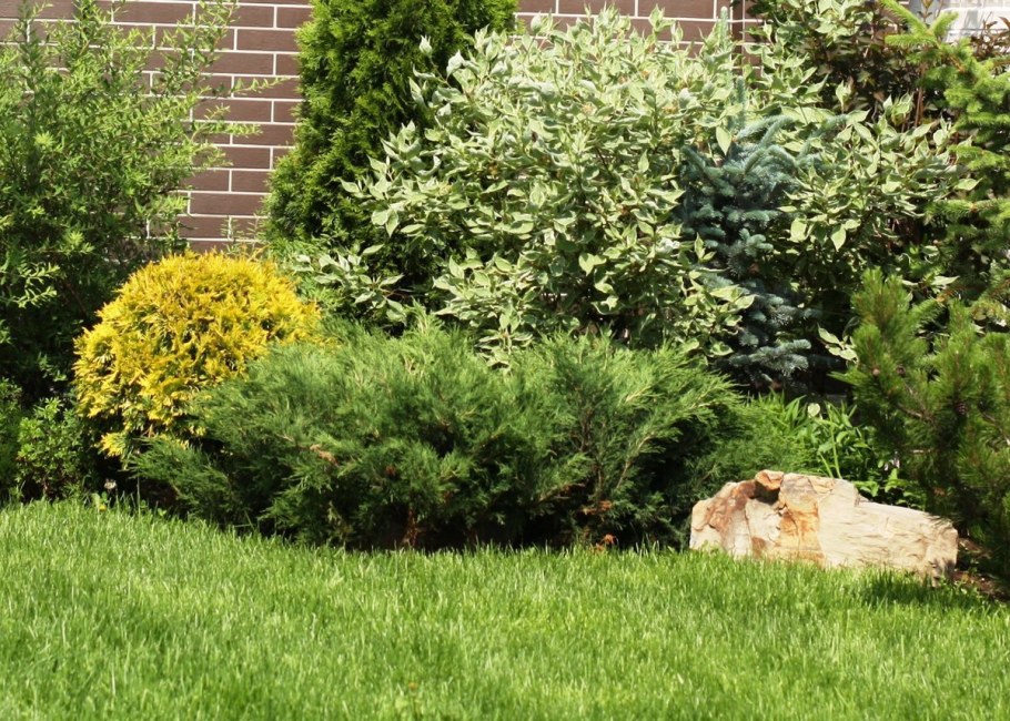 Барбарис Ауреа изгородь