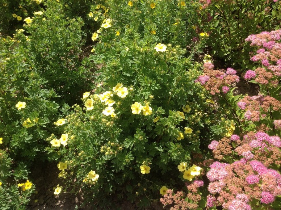 Лапчатка кустарниковая ред Иссима