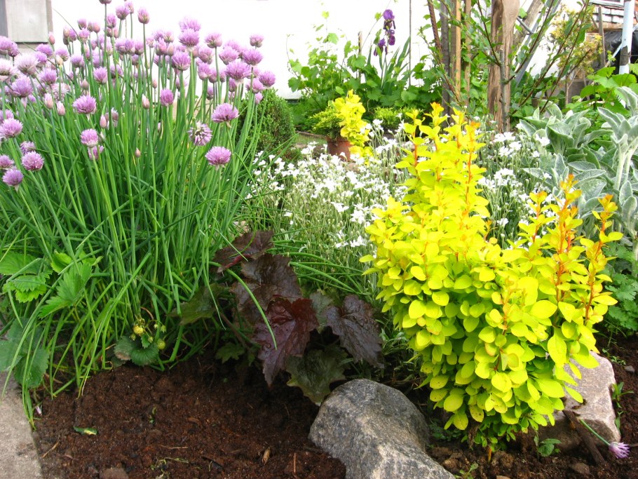 Лапчатка Вильмонт