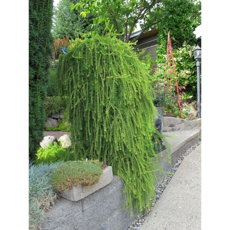 Лиственница Кемпфера Пендула