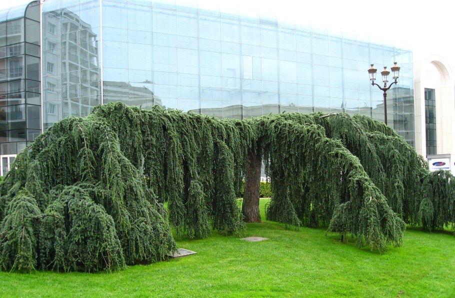 Лиственница европейская Пендула pendula