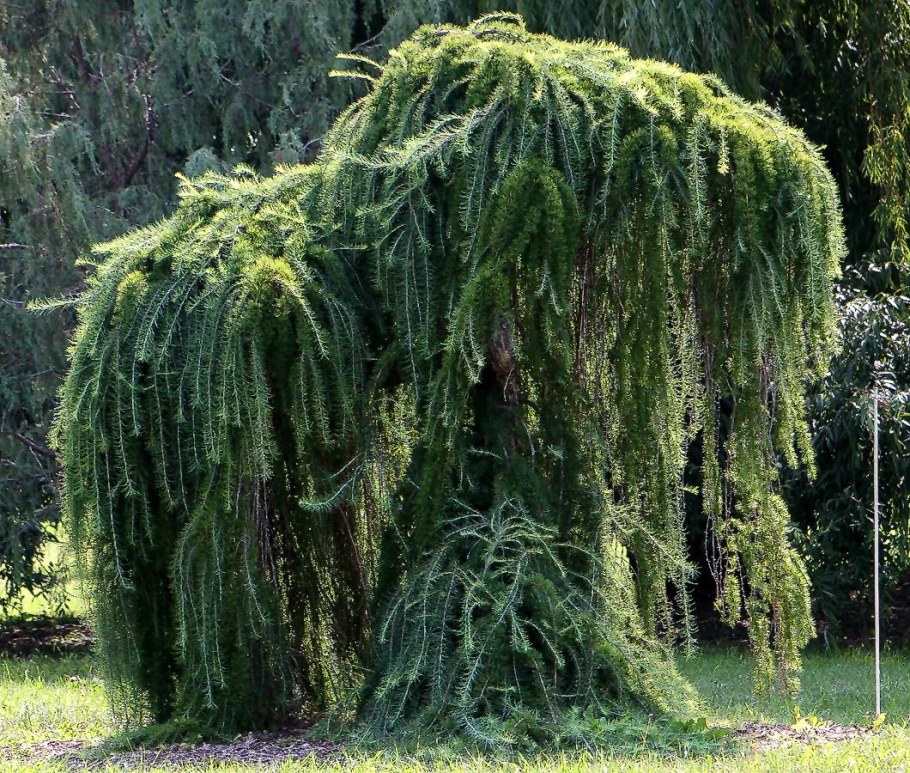 Лиственницы европейская пендуле