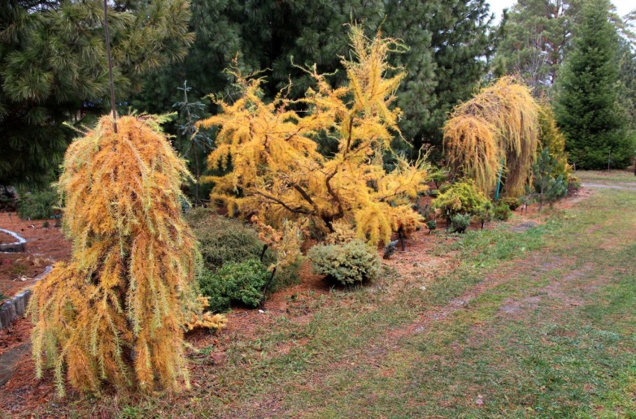 Лиственница европейская Хорстманн рекурвед