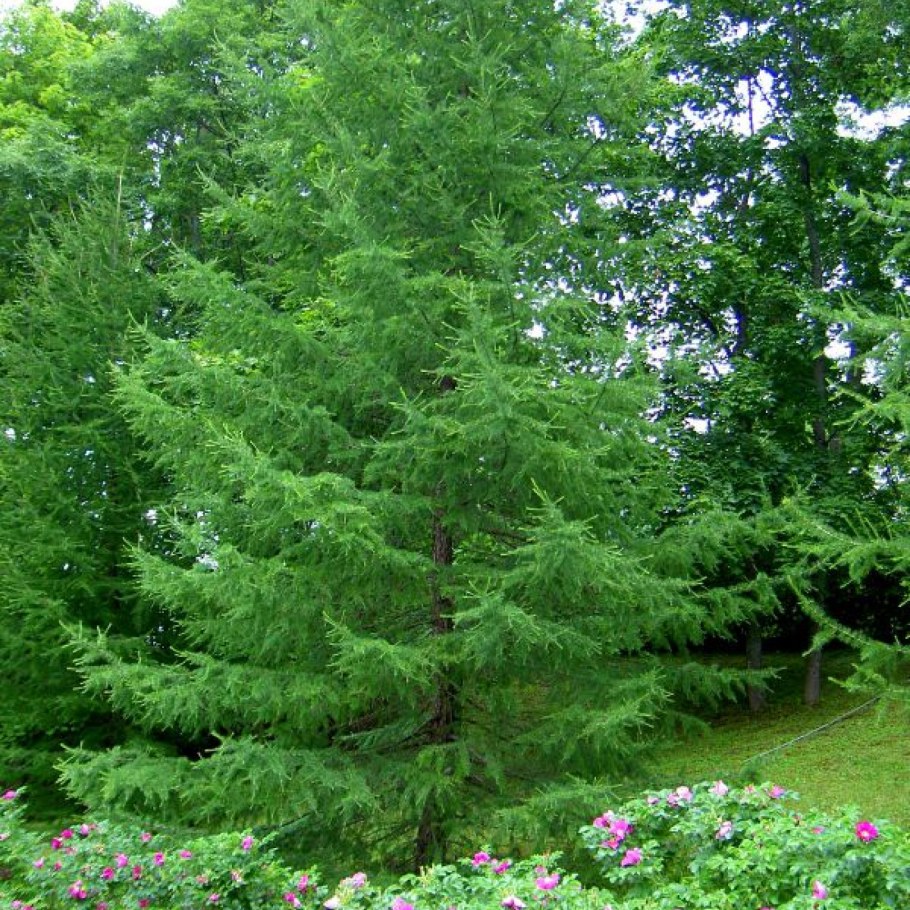 Лиственница европейская