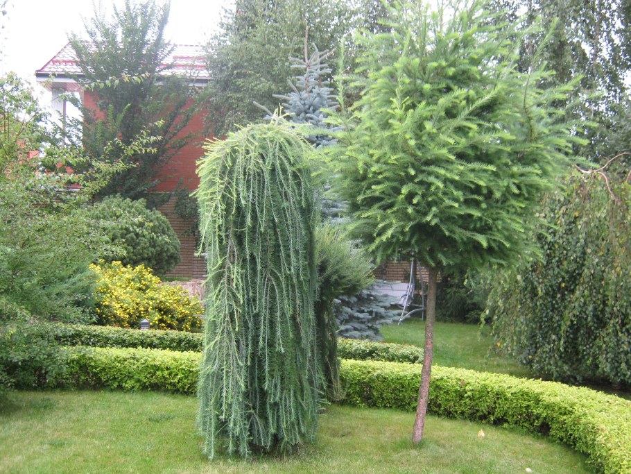 Лиственница плакучая Пендула