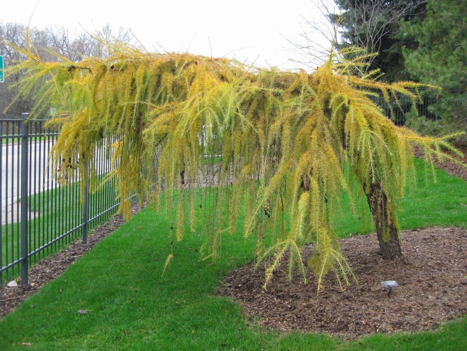 Larix decidua (лиственница европейская) 'Horstmann Recurved'