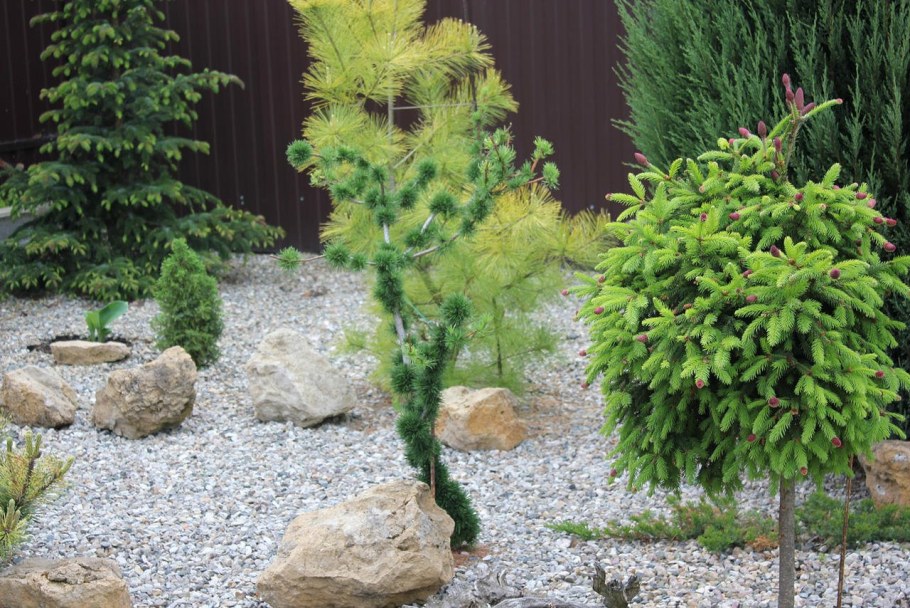 Лиственница Крейчи мутейшн