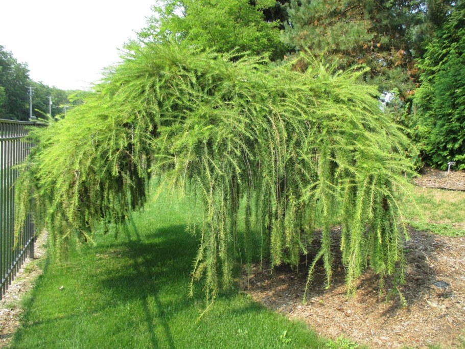 Лиственница европейская Пендула