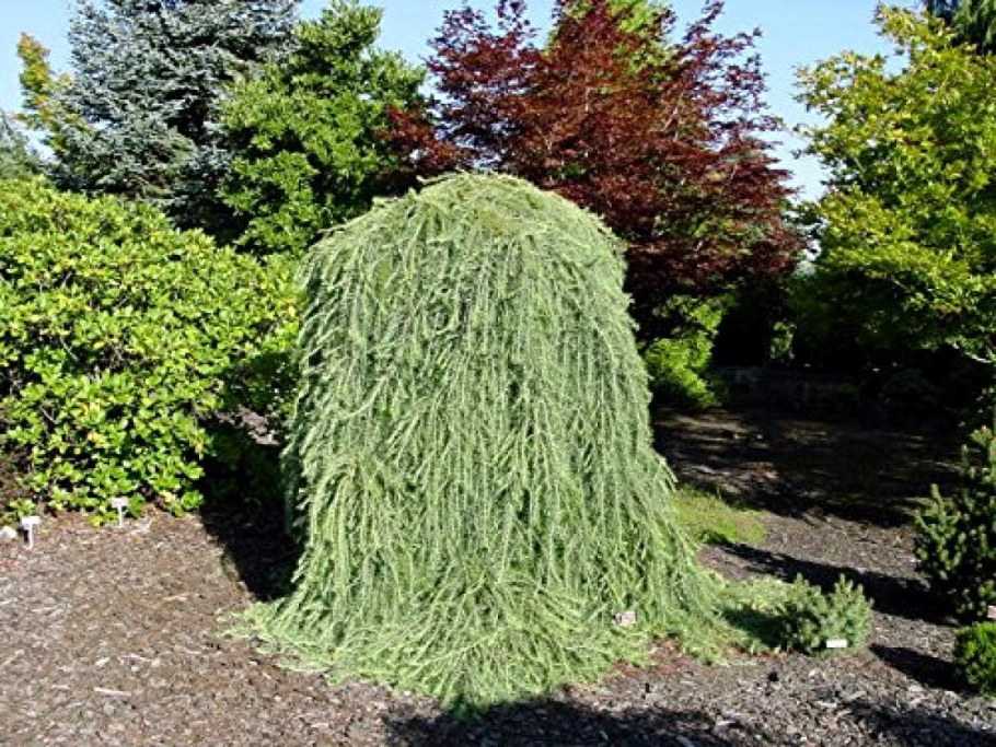 Лиственница европейская Пендула pendula