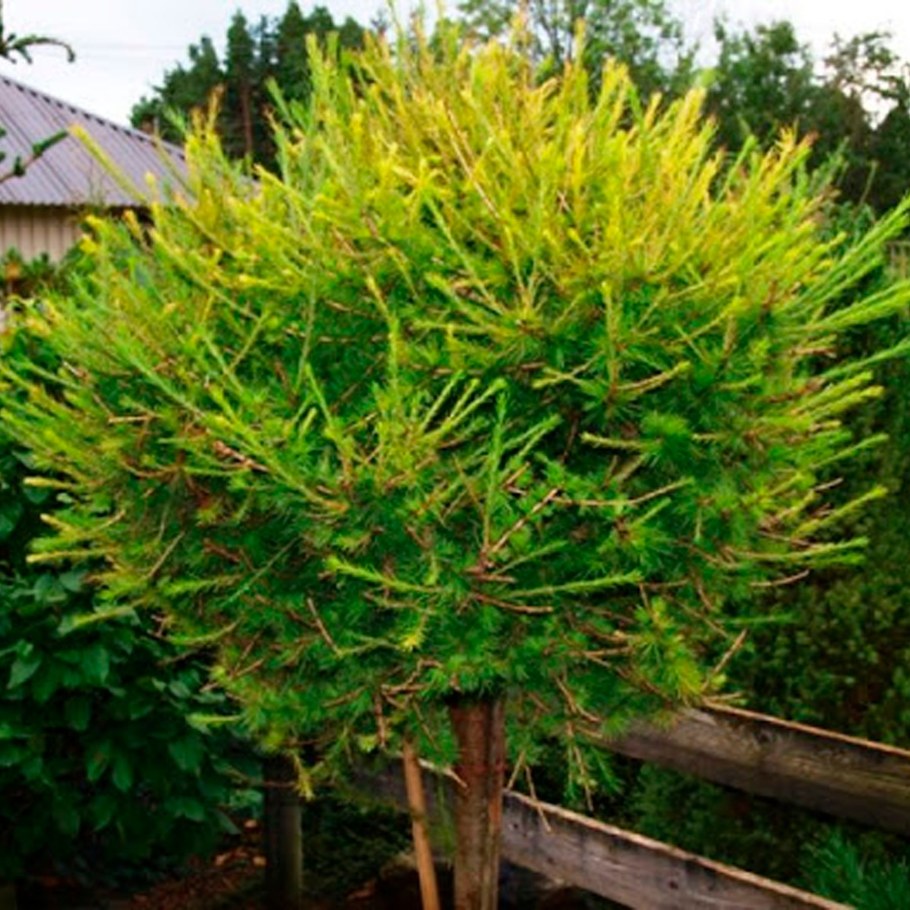 Лиственница Корник на штамбе