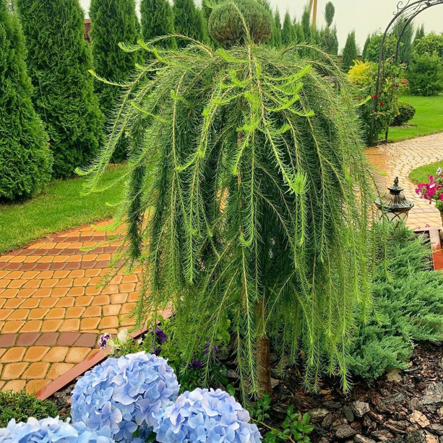 Лиственница европейская Пендула pendula