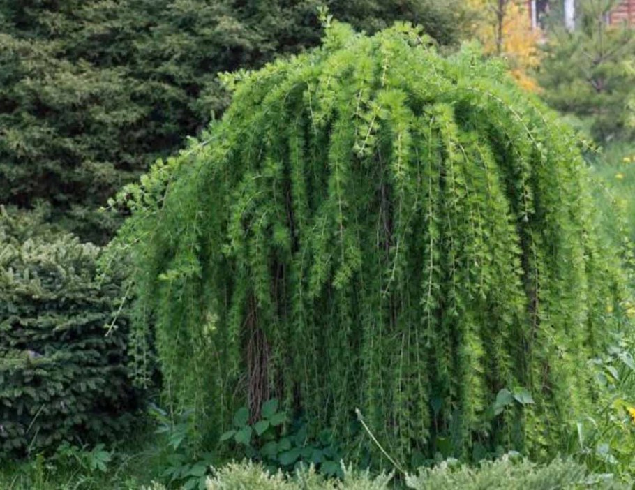 Лиственница европейская Пендула