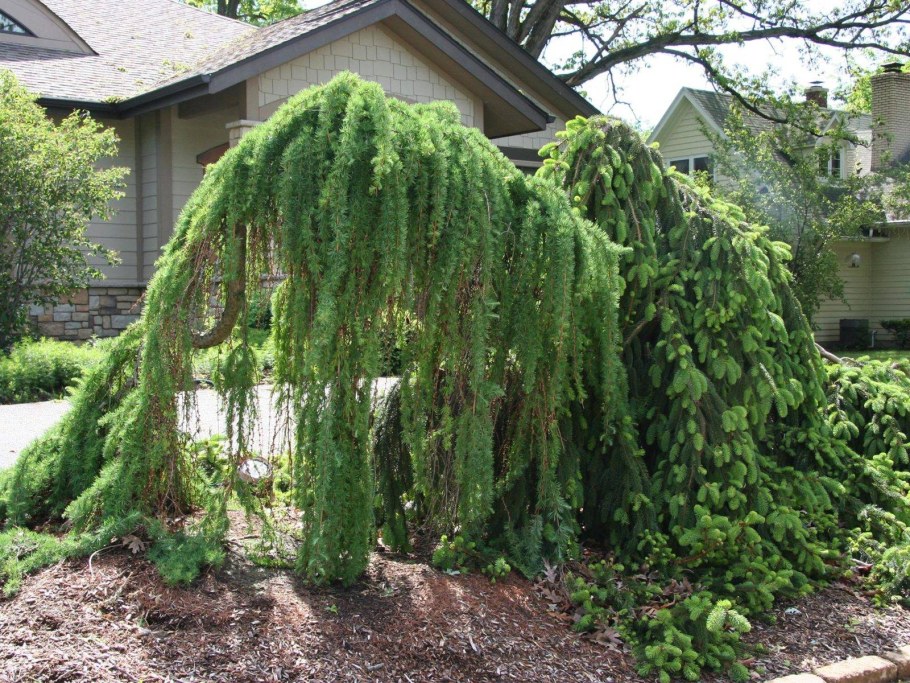 Ель Инверса Пендула