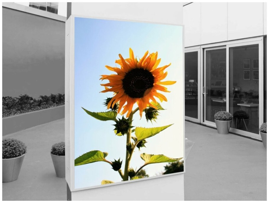 Подсолнухи в интерьере цветы