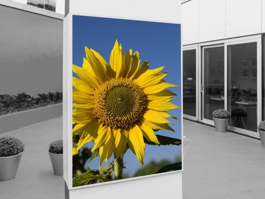 Картины для дачи в интерьере Подсолнухи