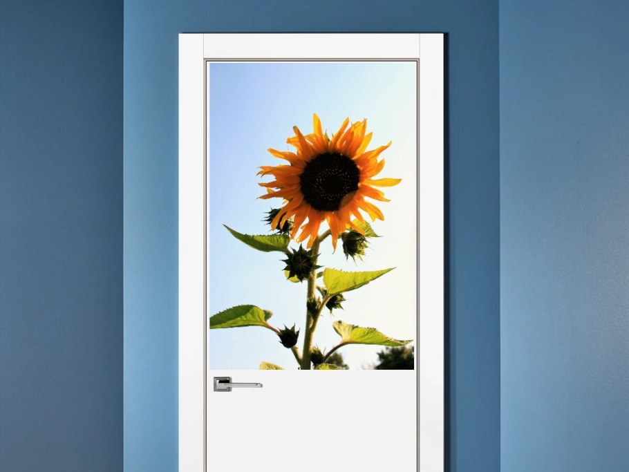 Постер семечки