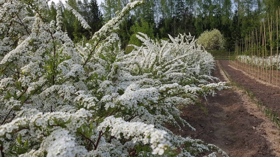 Спирея Грефшейм изгородь