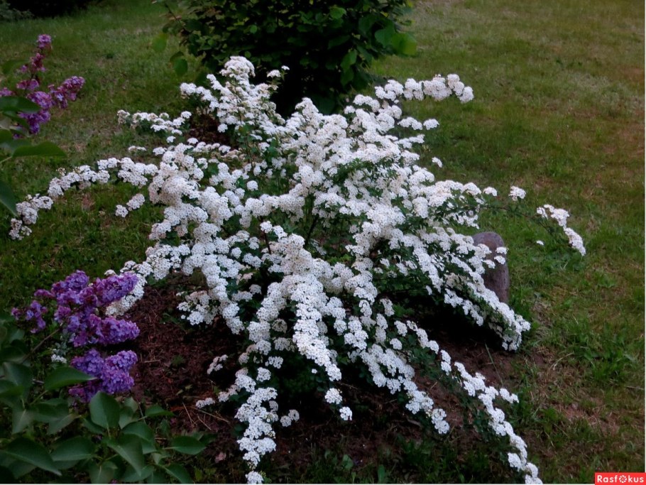 Спирея серая Грефшейм