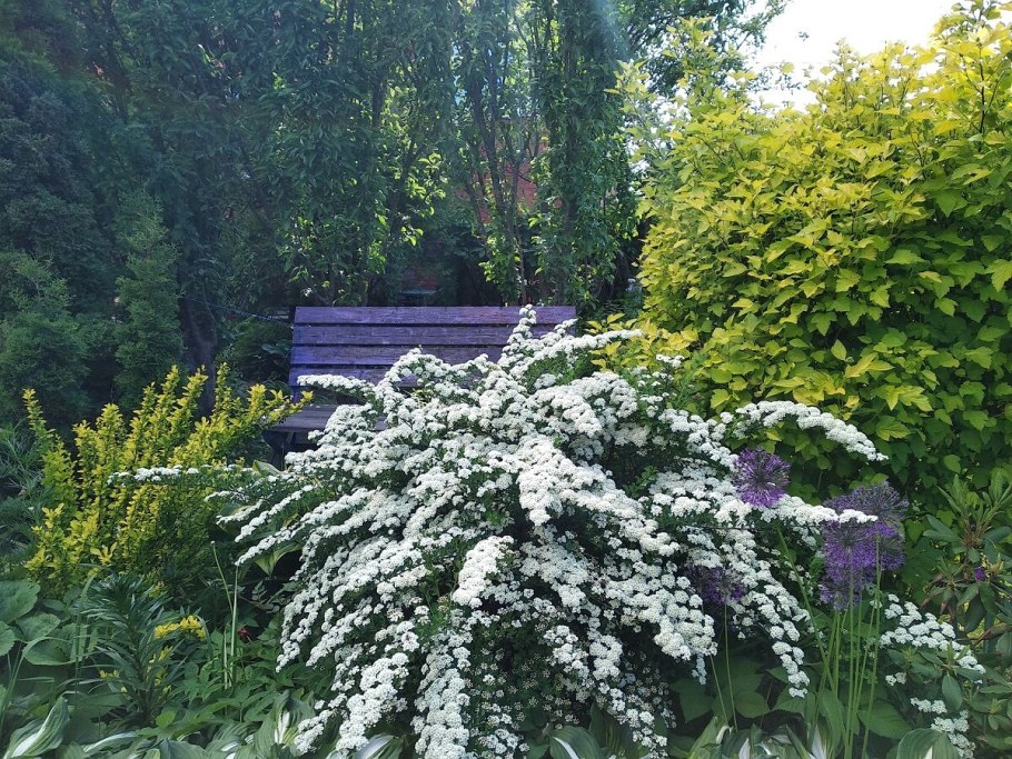 Спирея с барбарисом и гортензией