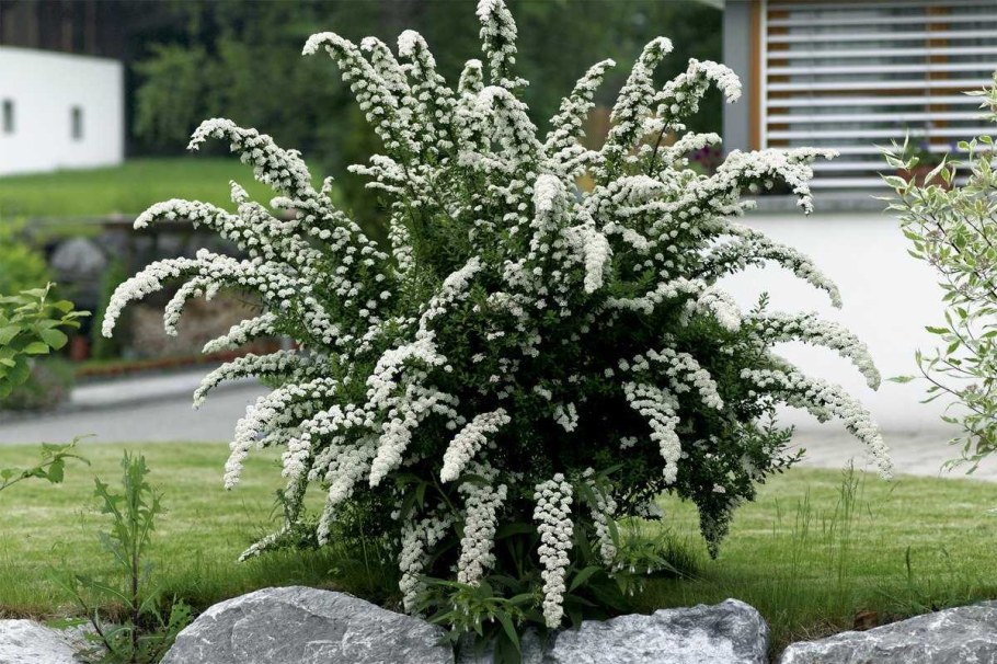 Спирея серая (Spiraea cinerea `Grefsheim`)