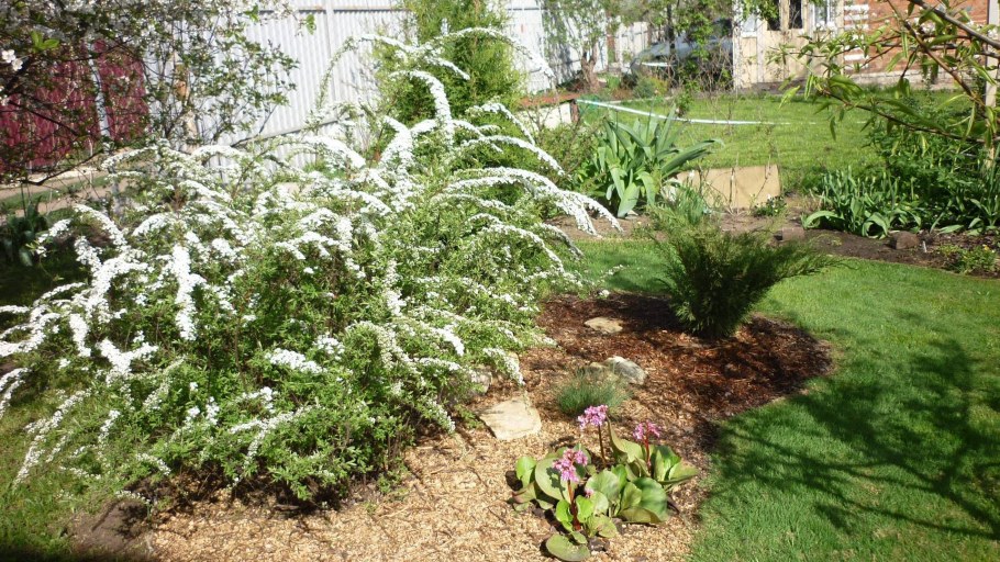 Спирея серая Грефшейм